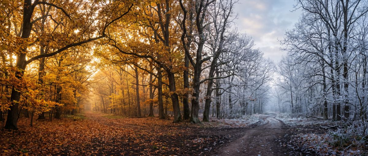Herbst-Winter Waldübergang mit goldenem Laub — Trüffelsaison und Erntezeiten im Jahresverlauf